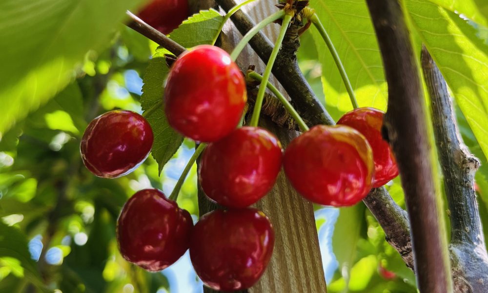 樱桃树-珊瑚香槟红樱桃