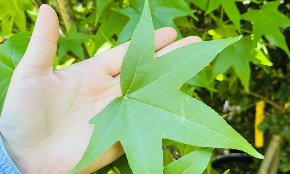 Liquidambar