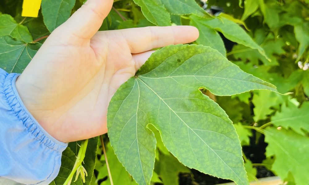 liquidambar burgundy