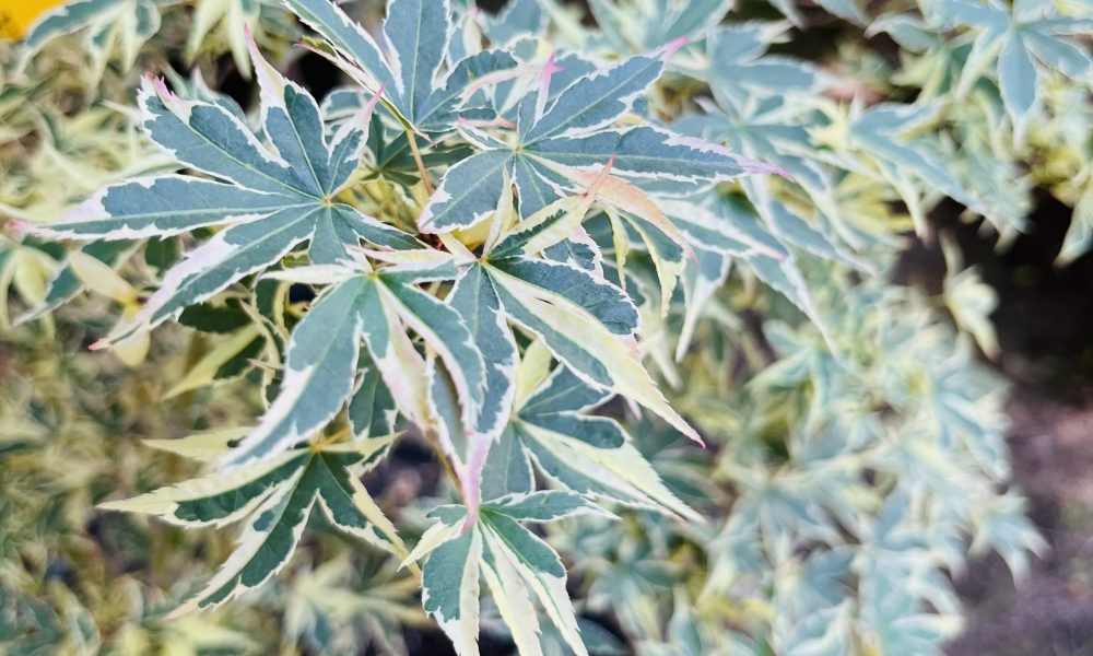 日本枫·蝴蝶锦