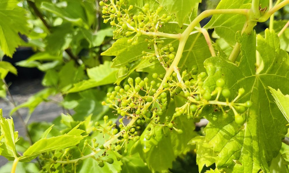 葡萄树-绿珍珠葡萄