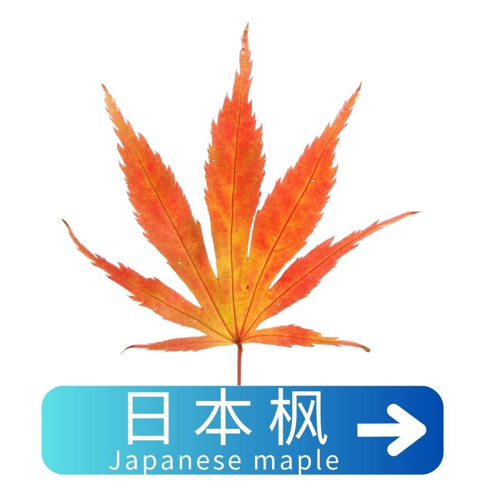 日本枫Japanese-maple