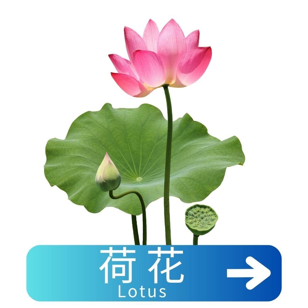 荷花Lotus