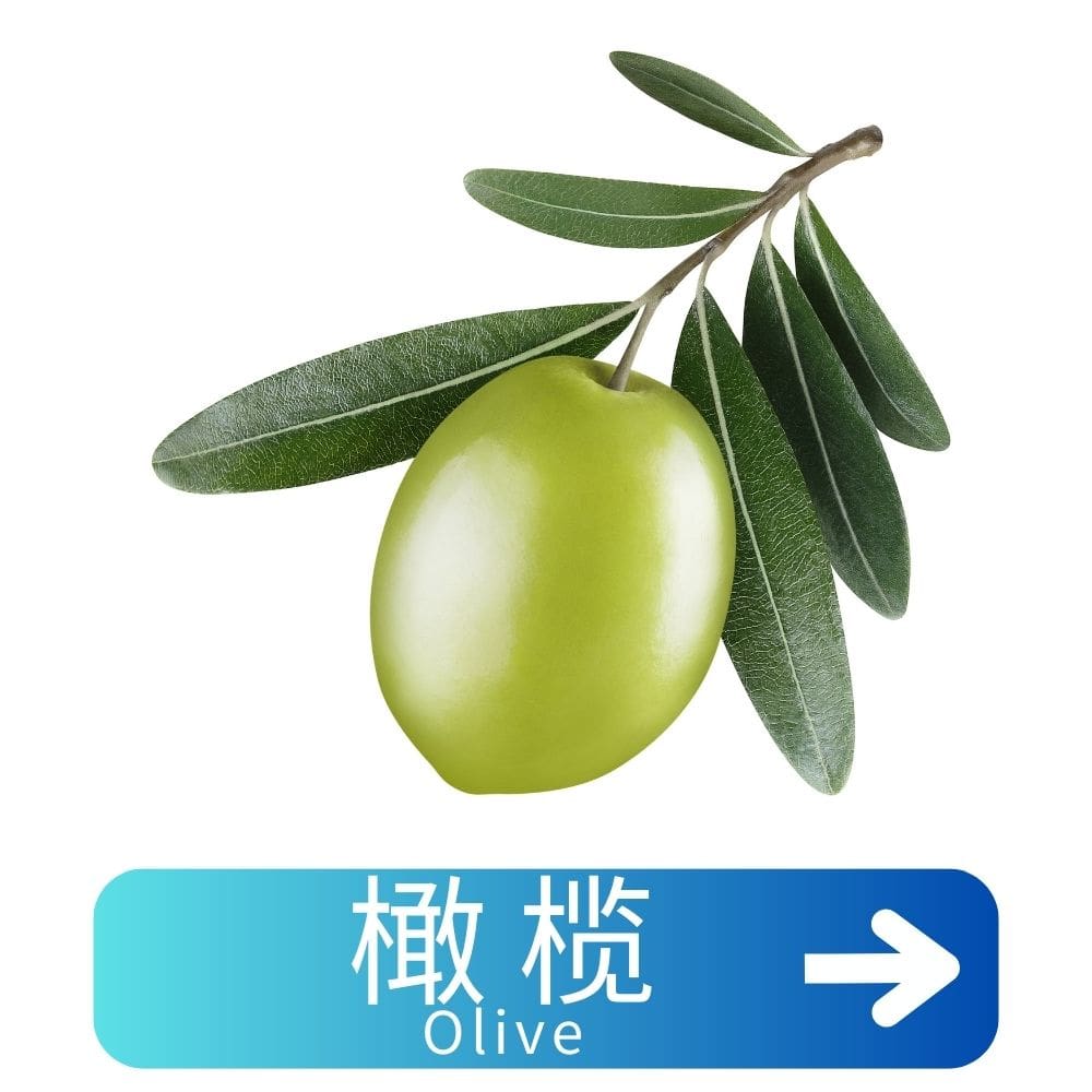 橄榄 Olive