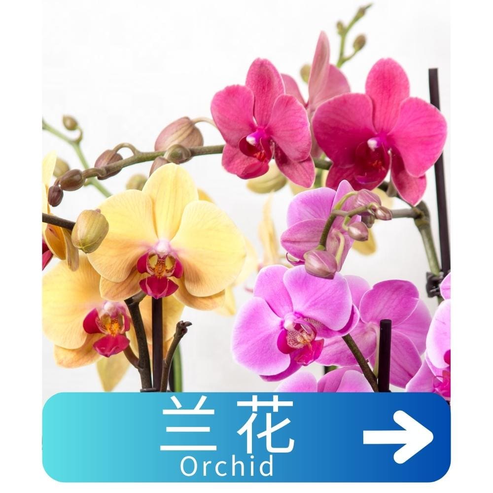 兰花Orchid