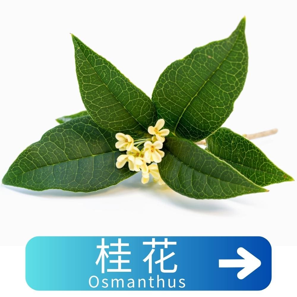 桂花Osmanthus