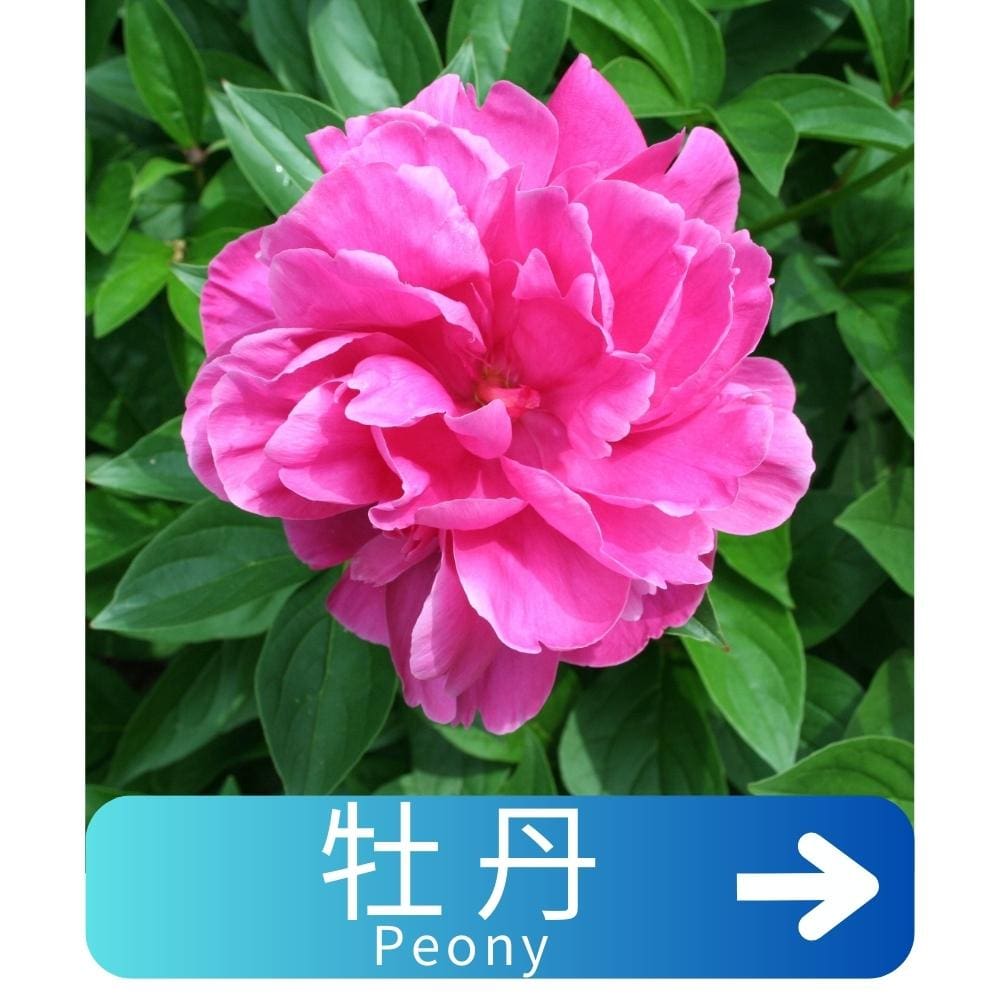 牡丹Peony