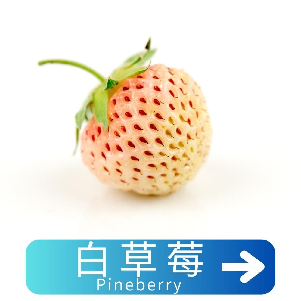 白草莓Pineberry