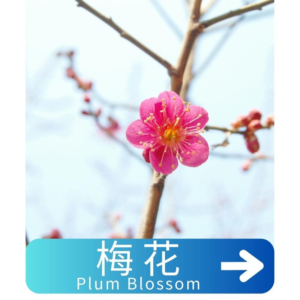 梅花Plum-Blossom