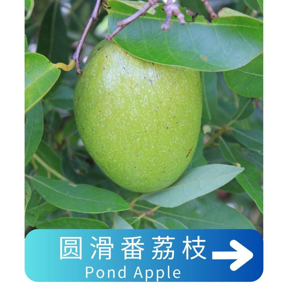 圆滑番荔枝Pond-Apple