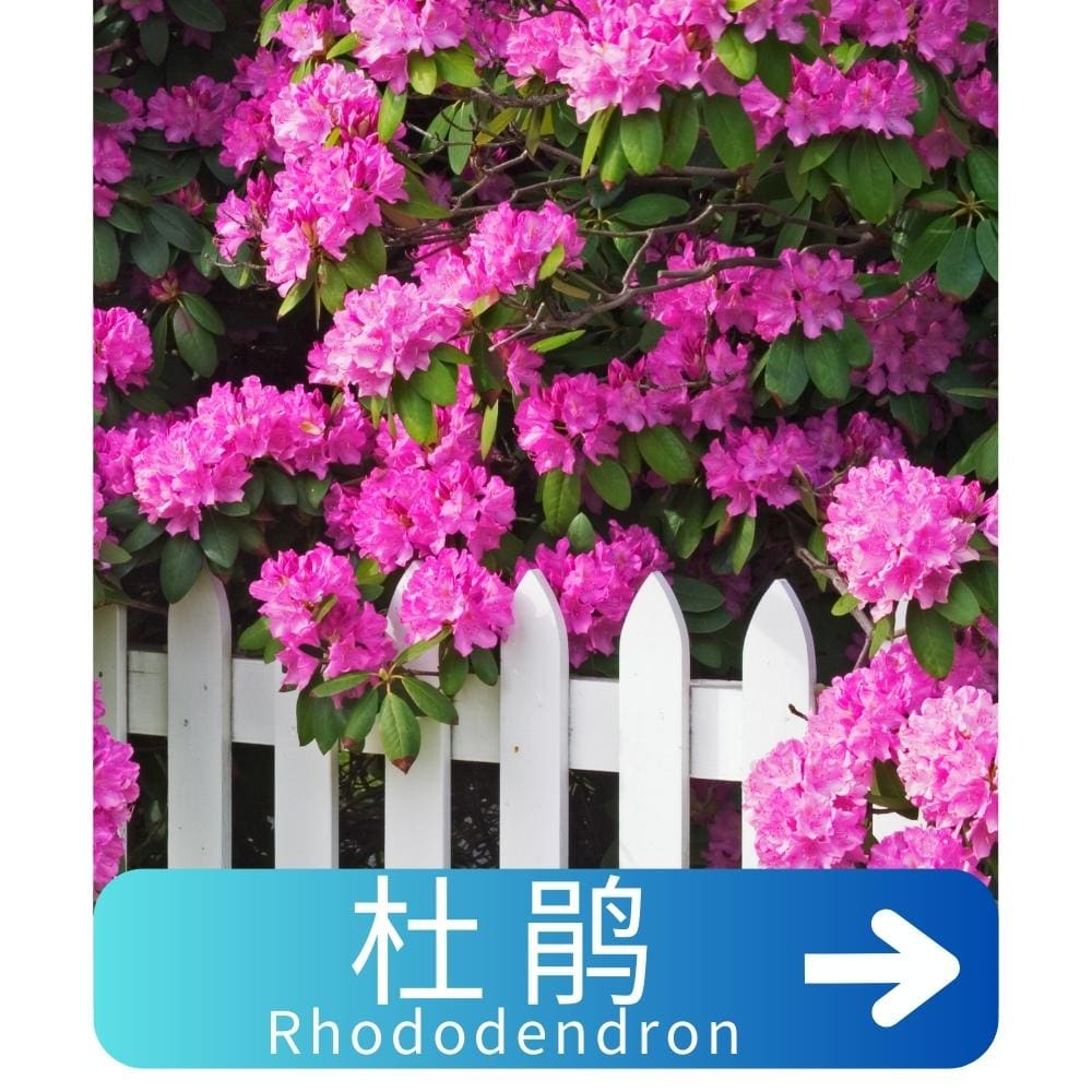 杜鹃Rhododendron