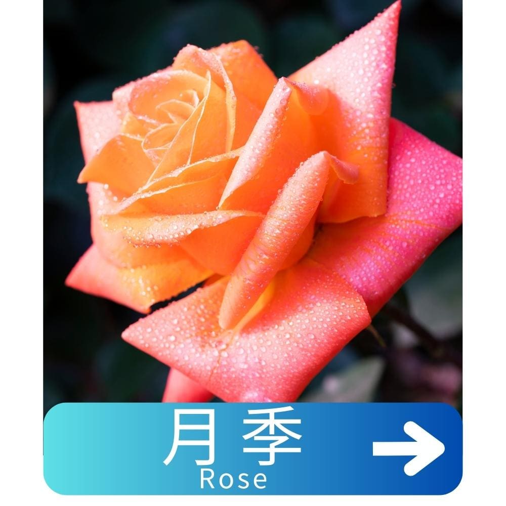 月季Rose