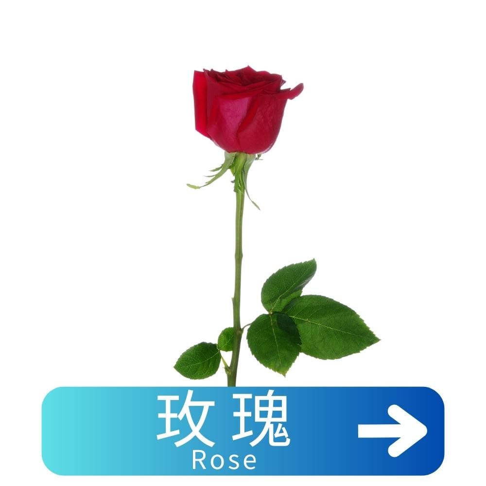 玫瑰Rose