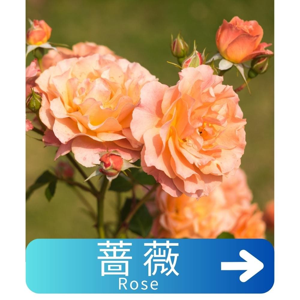 蔷薇Rose