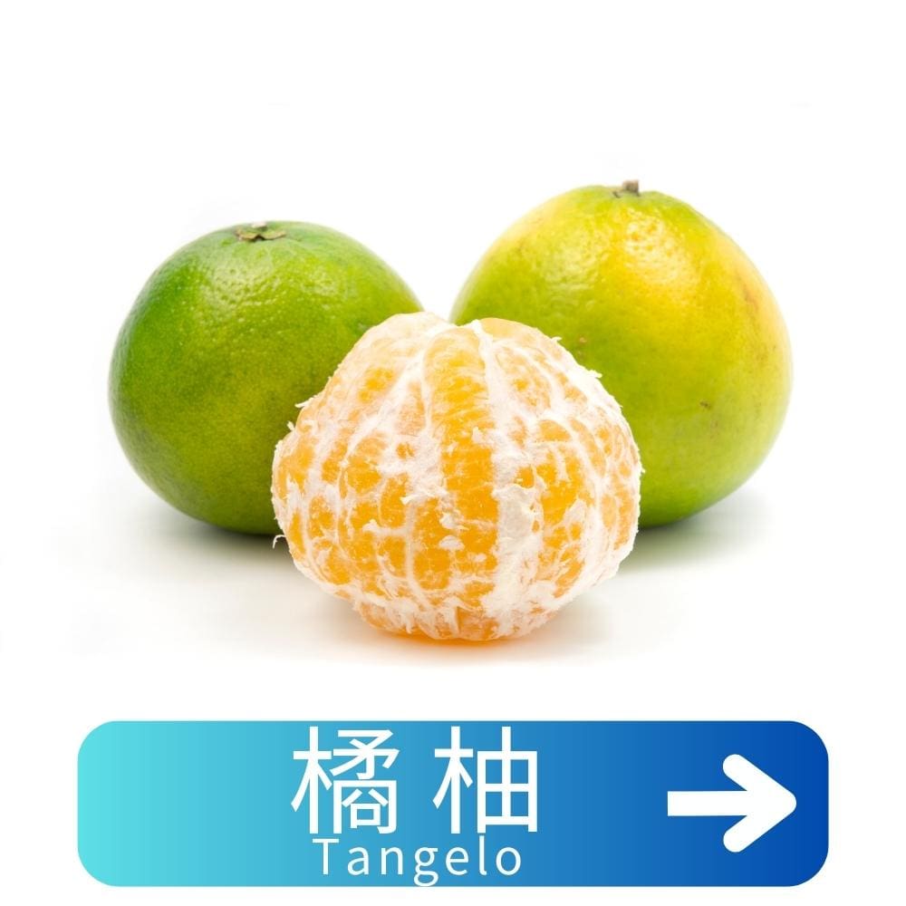 橘柚Tangelo