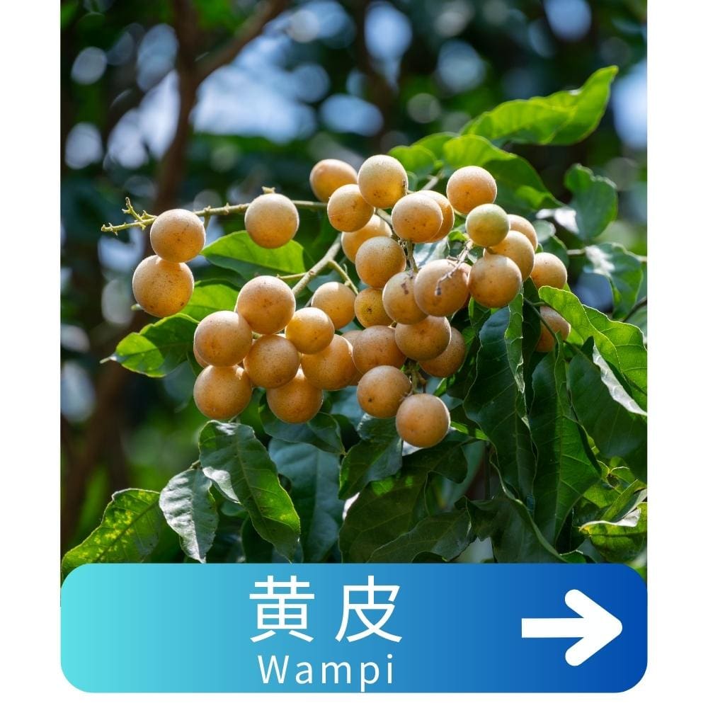 黄皮Wampi