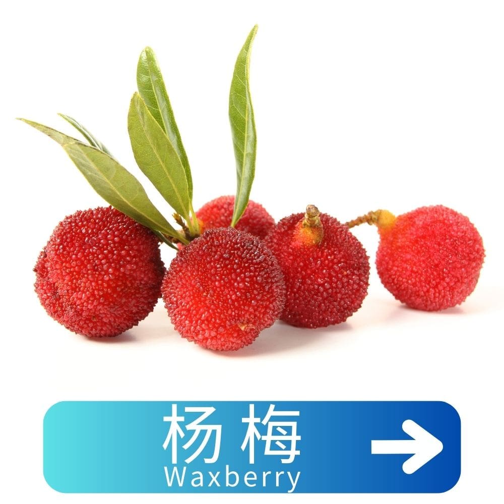 杨梅Waxberry