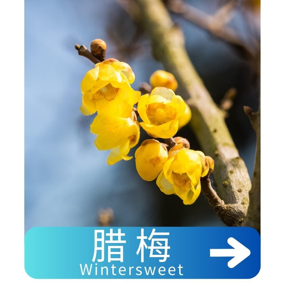 腊梅Wintersweet