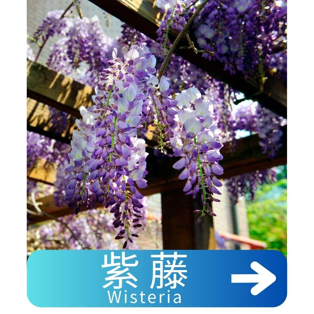 紫藤Wisteria