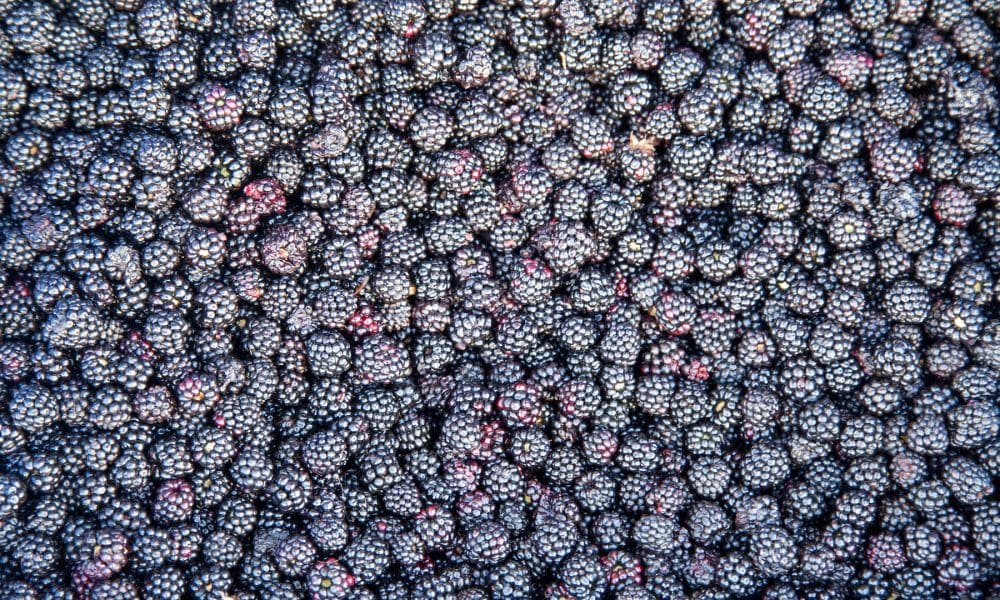 黑莓品种目录