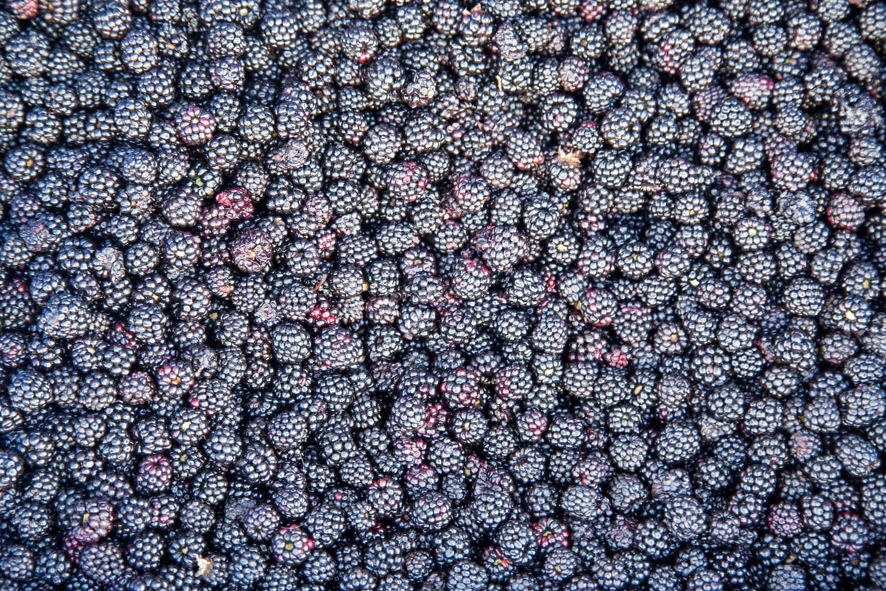 黑莓品种目录