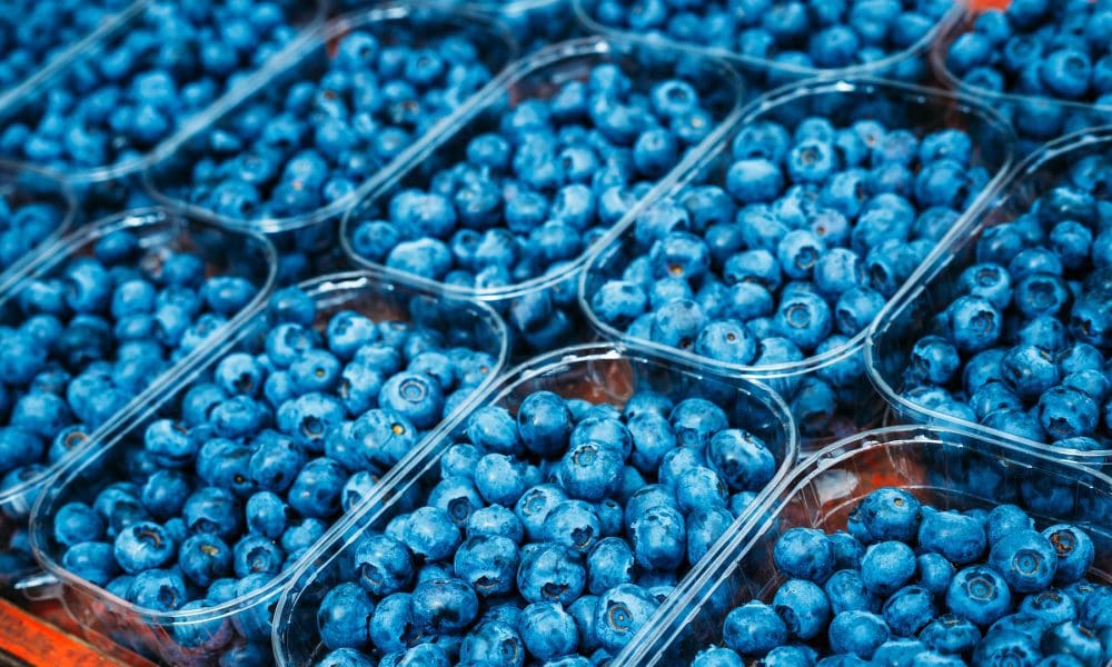 蓝莓品种目录