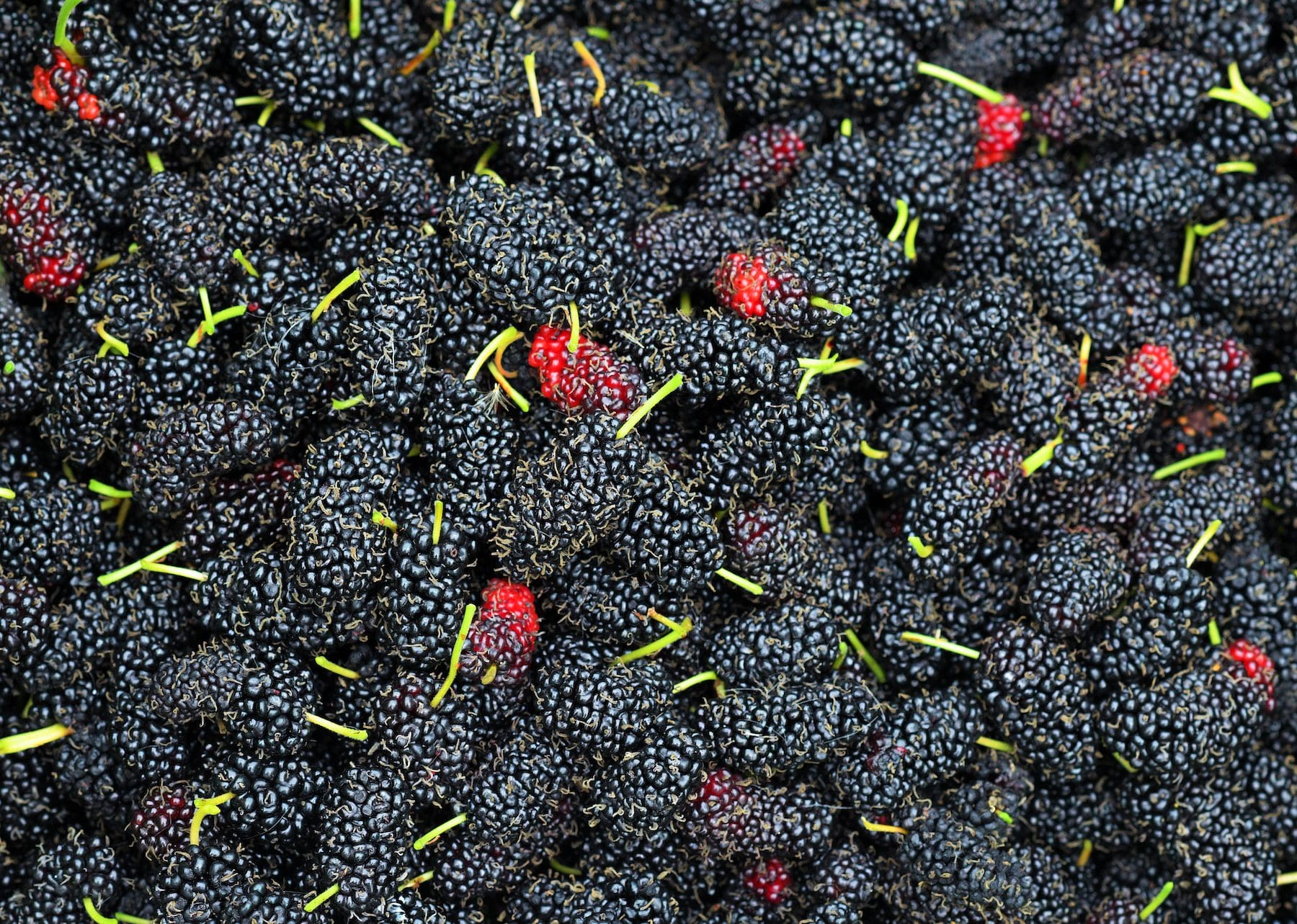 桑葚树品种目录