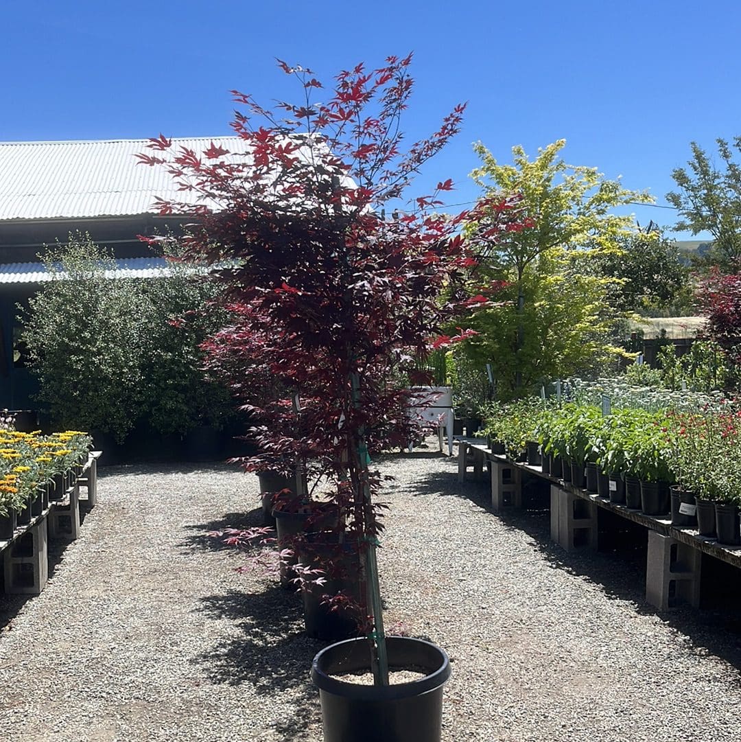 日本枫·火焰#15 May 18, 2023 @ Sunol , CA