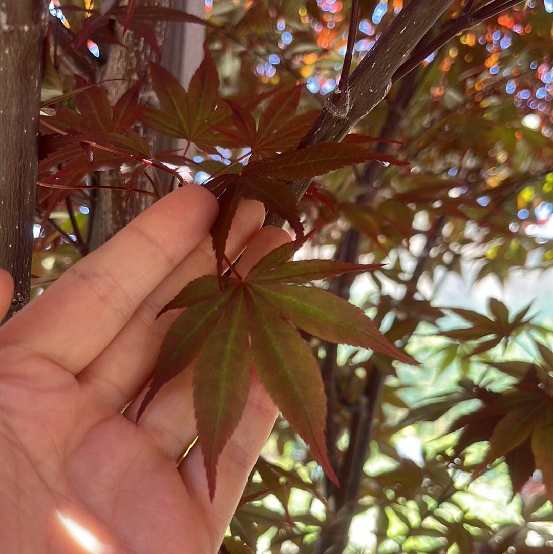 日本枫·帝王#24 May 18, 2023 @ Sunol, CA