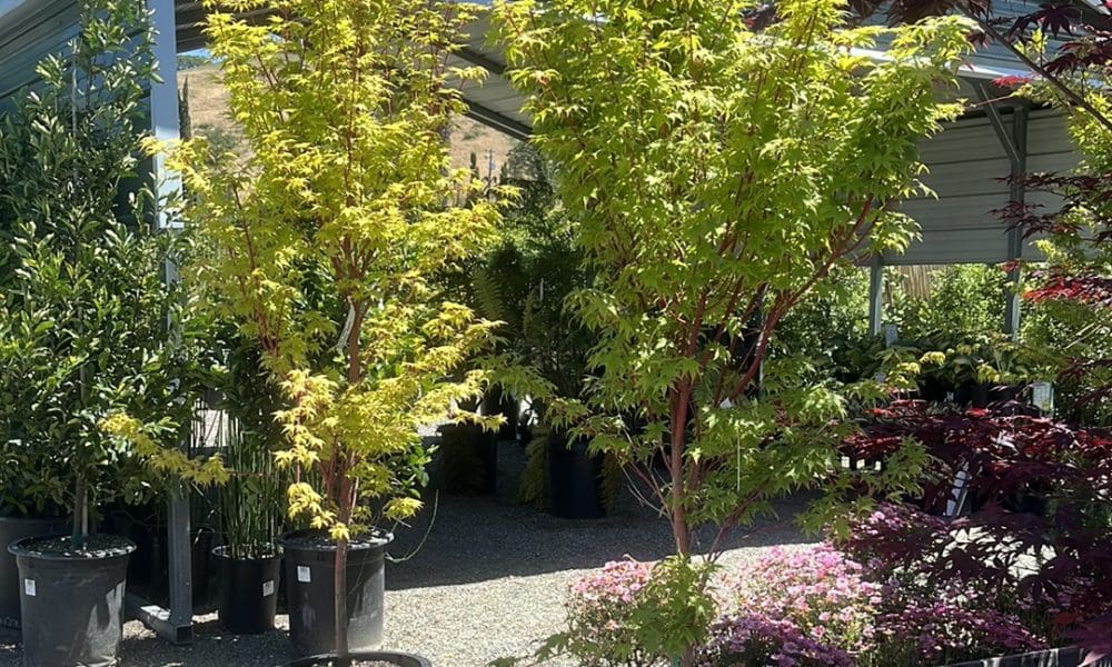 日本枫·珊瑚阁