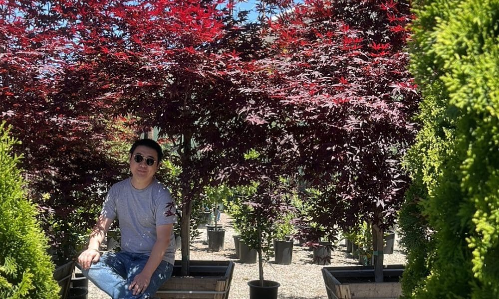 日本枫·帝王枫