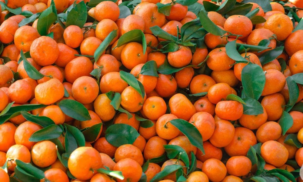 橘子品种目录