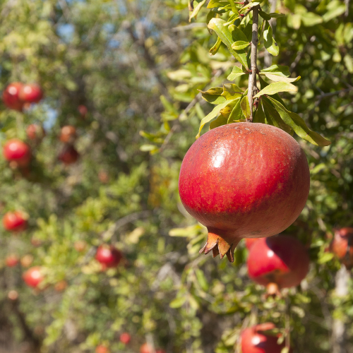 石榴树-天使红石榴