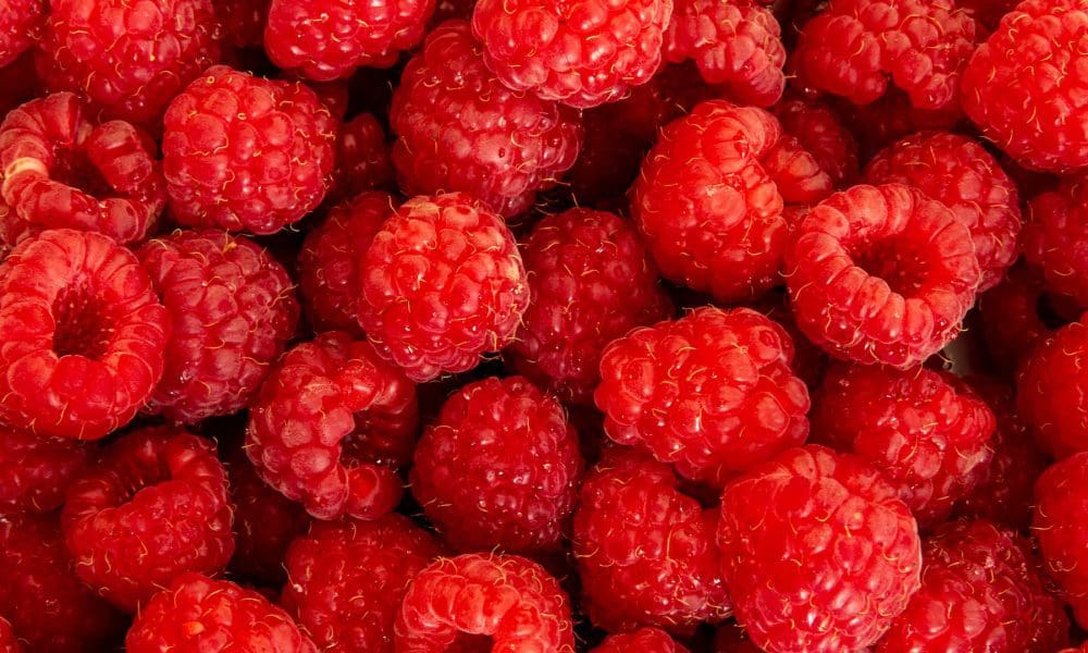 树莓品种目录