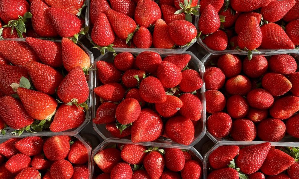 草莓品种目录