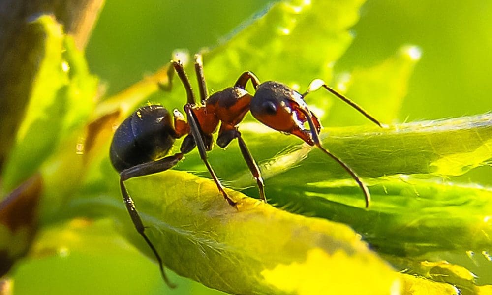蚂蚁与果树的较量