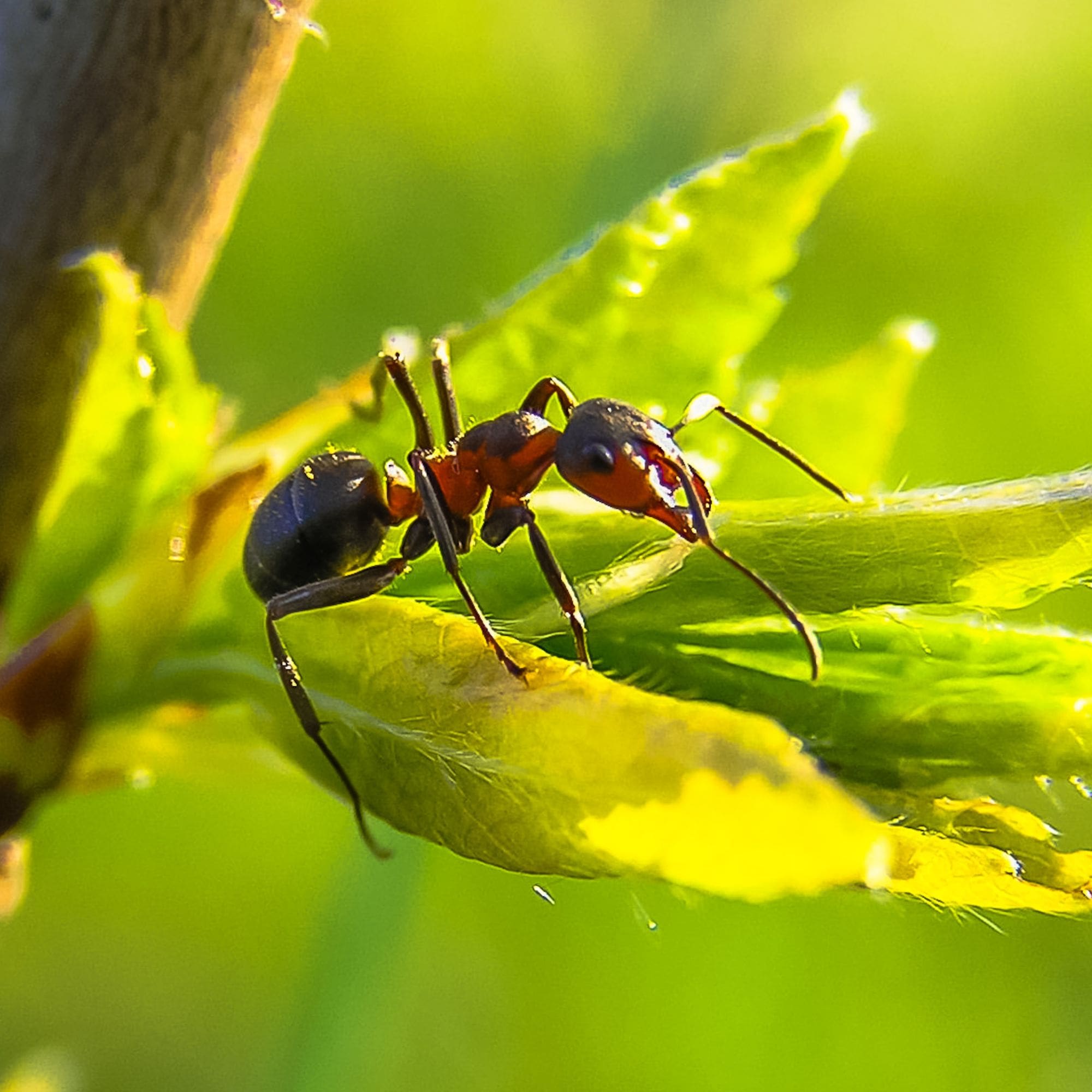 蚂蚁与果树的较量