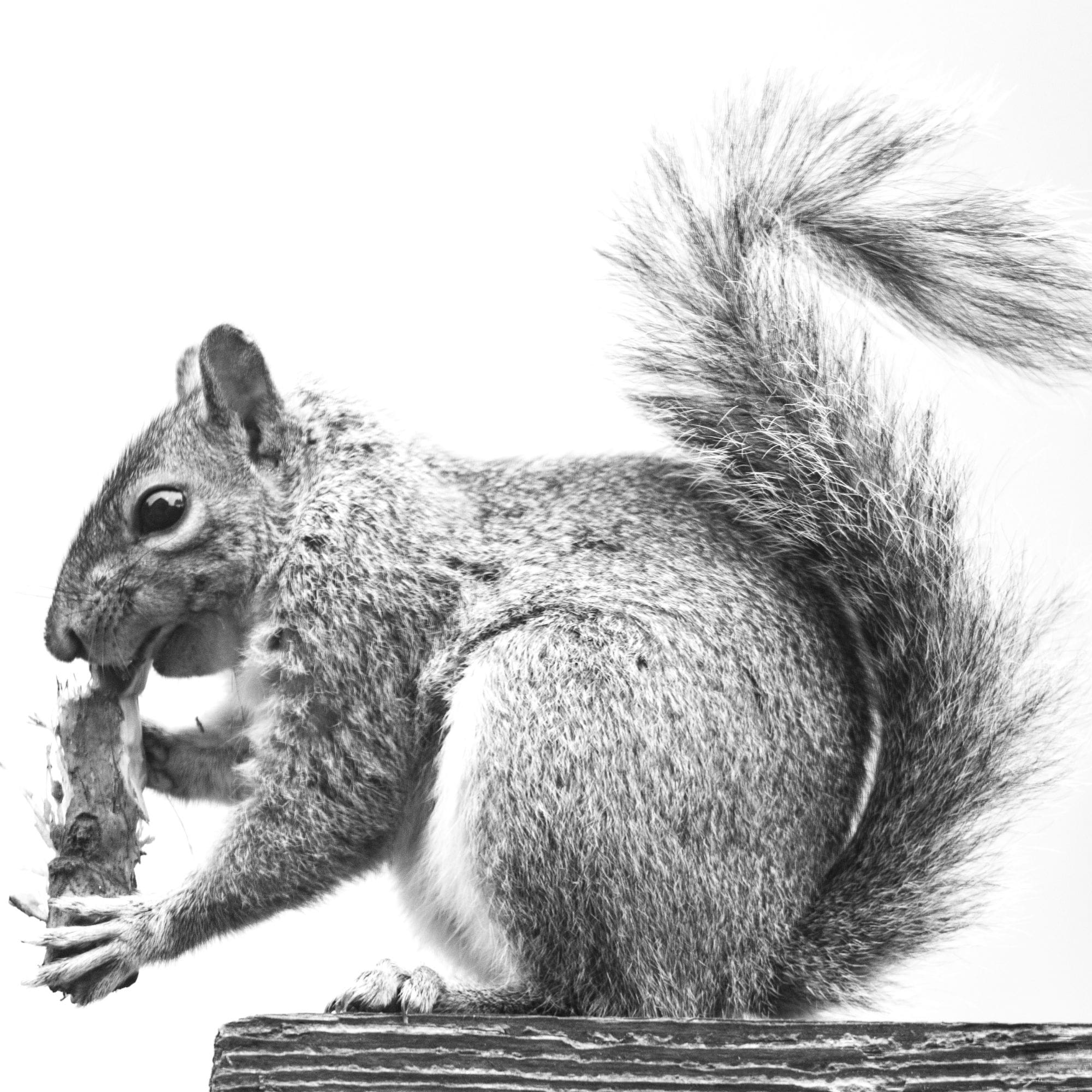 松鼠防治法 - 让松鼠不再成为后院的祸害