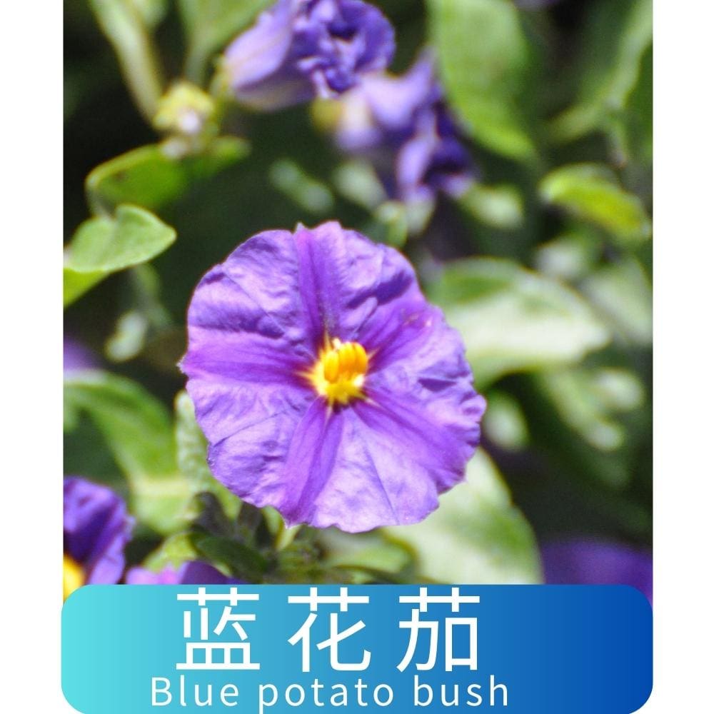 蓝花茄 Blue potato bush