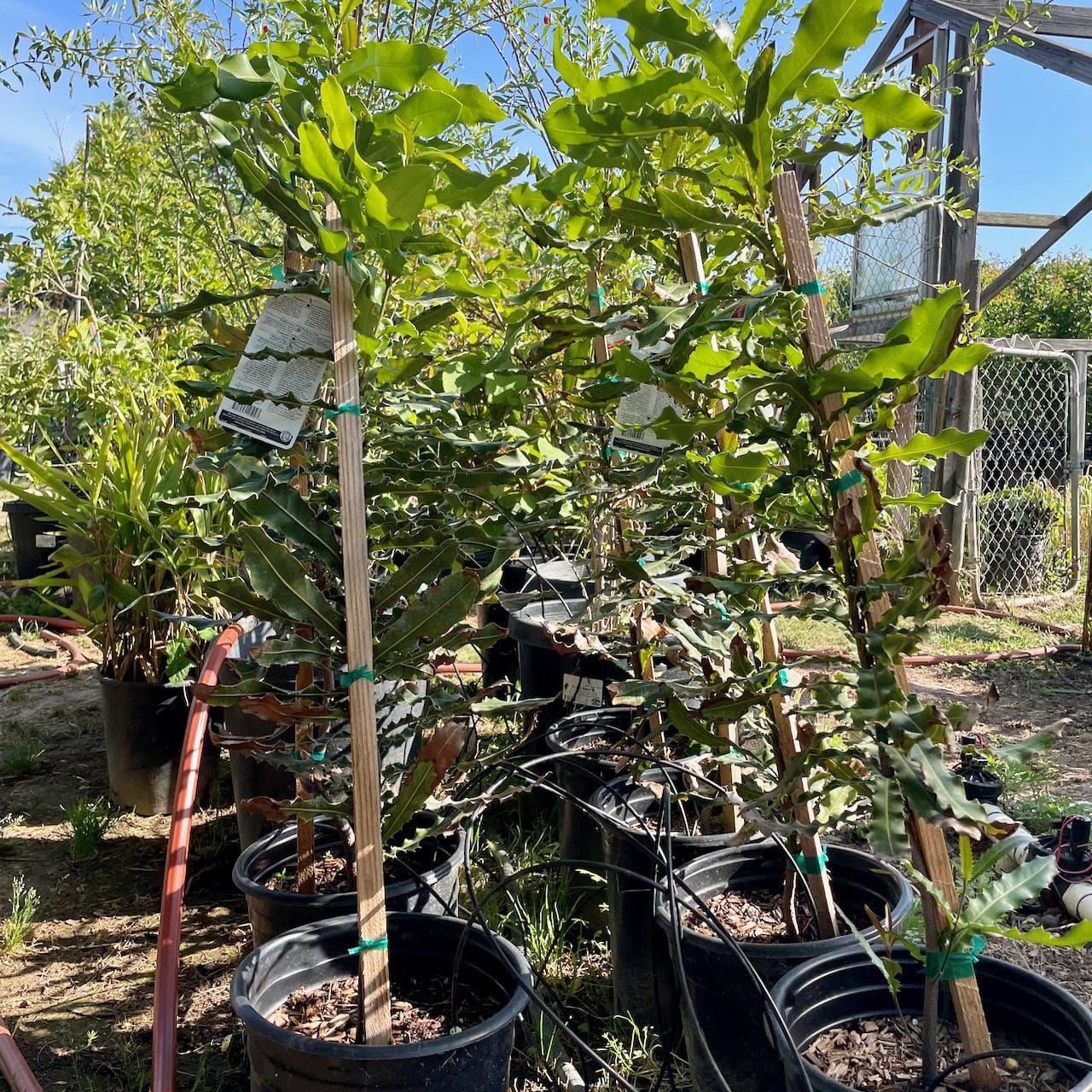 夏威夷坚果#5 June 1, 2023@TOS