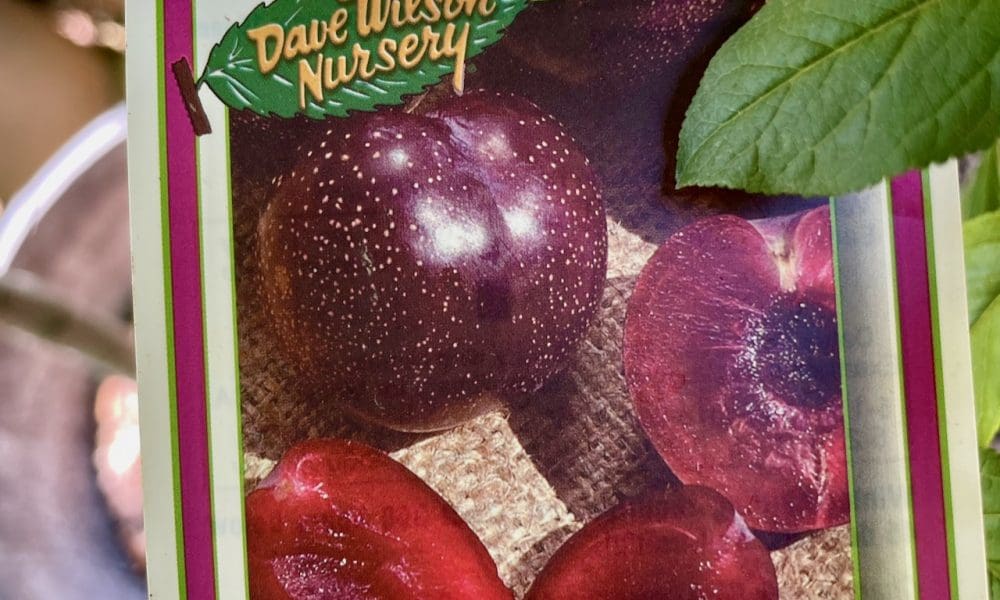 李子树-勃艮第李子