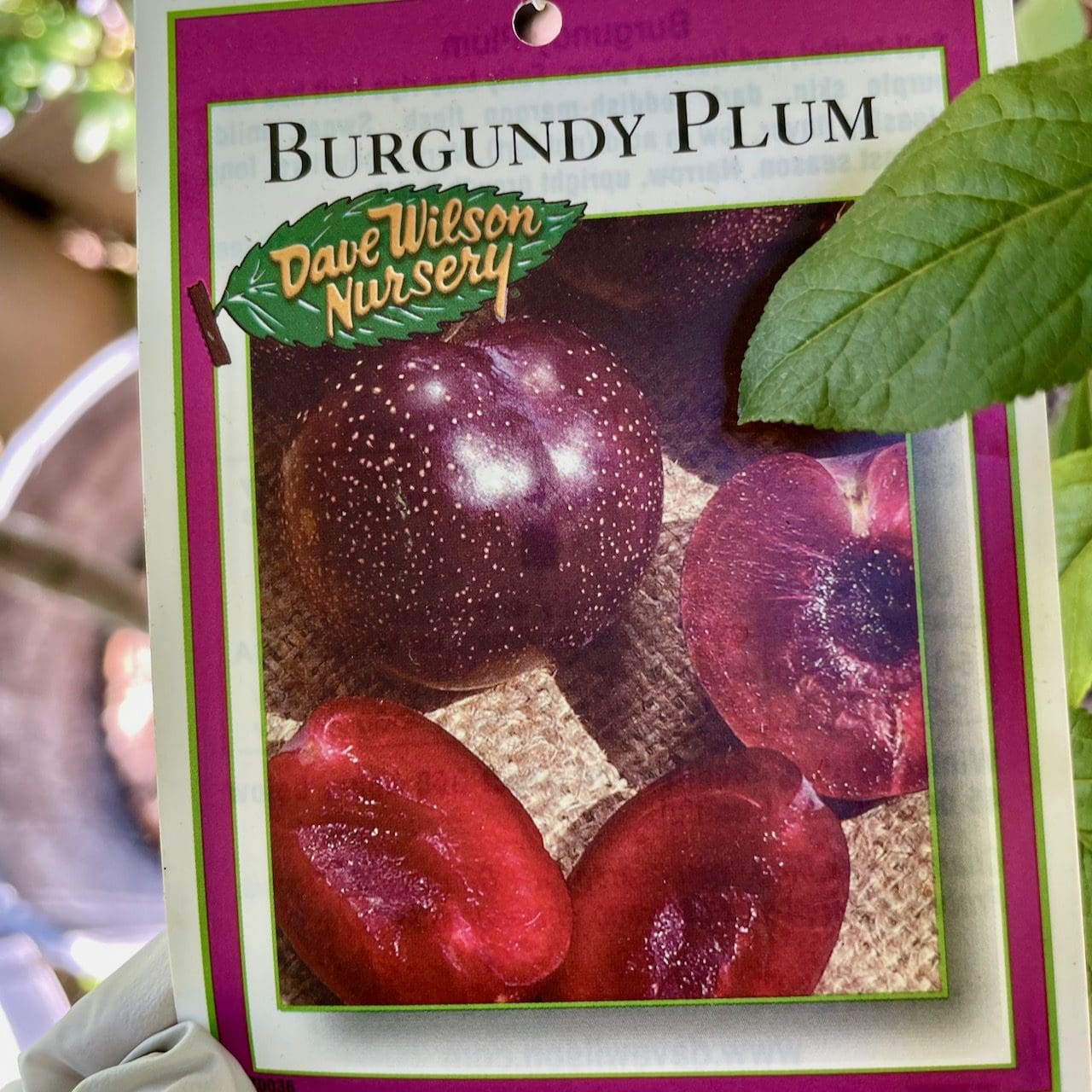 李子树-勃艮第李子