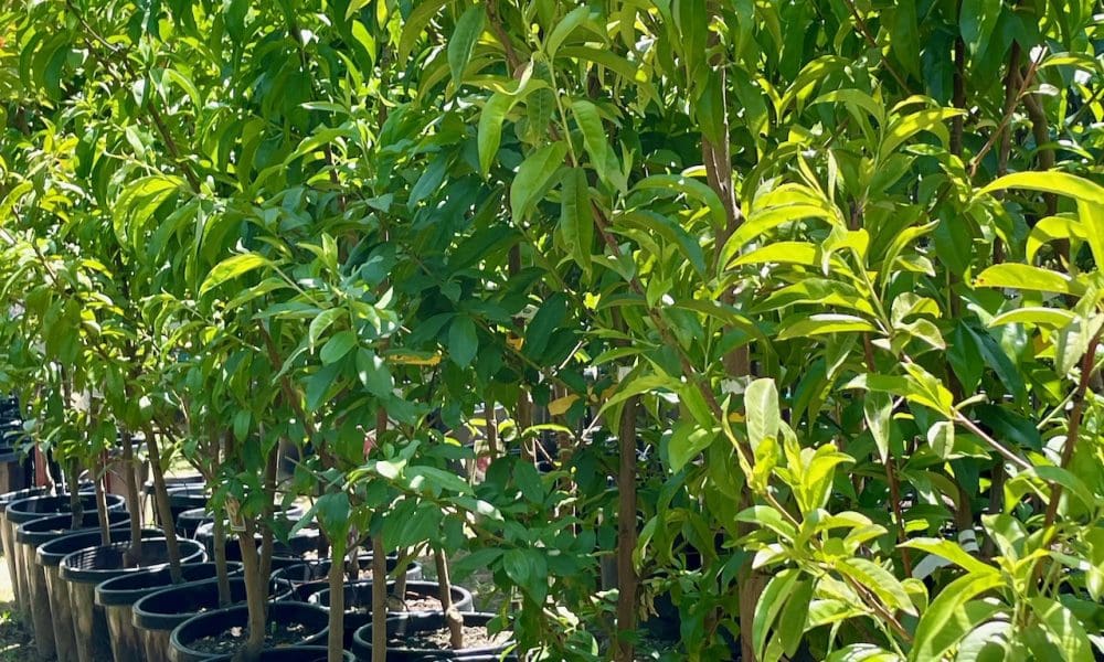 油桃树-雪皇后·白