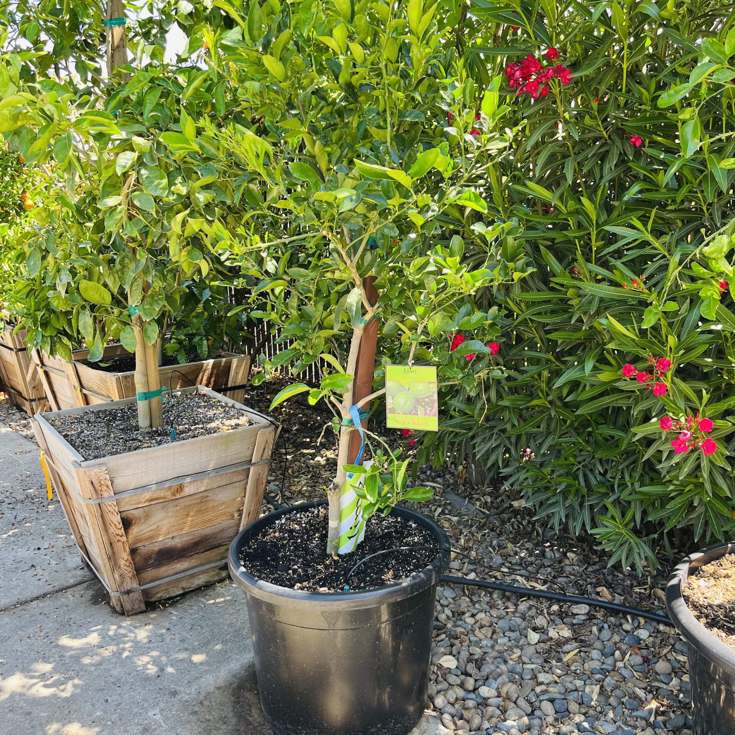 青柠树-波斯青柠