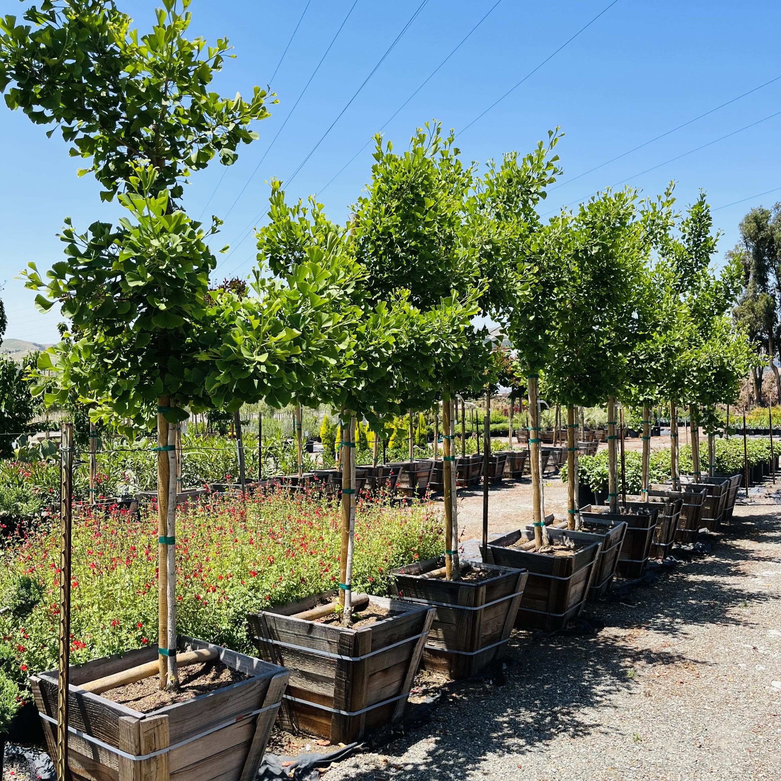 金秋银杏#24· May 23,2023 @ CNS,Sunol, CA 