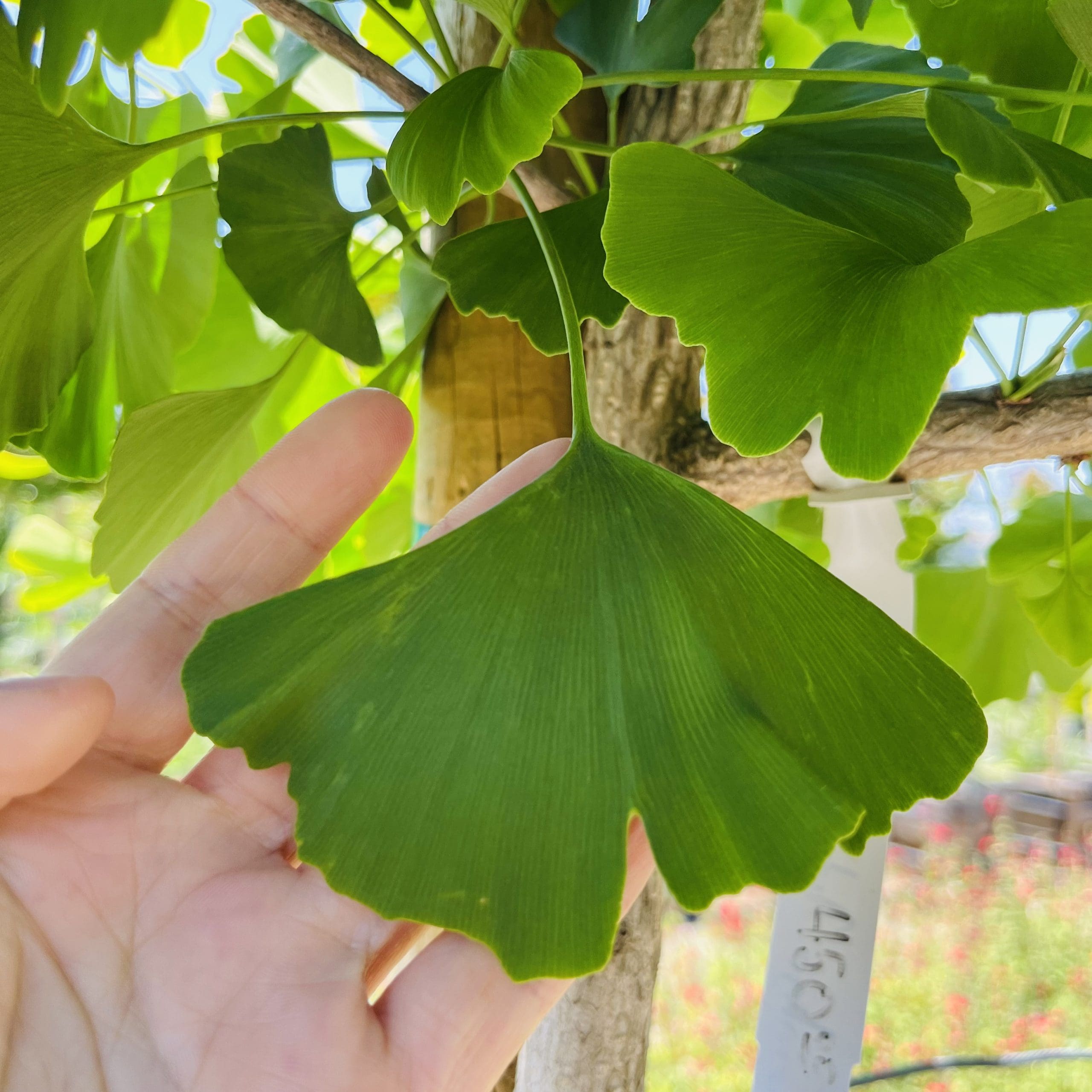 金秋银杏#24· May 23,2023 @ CNS,Sunol, CA 