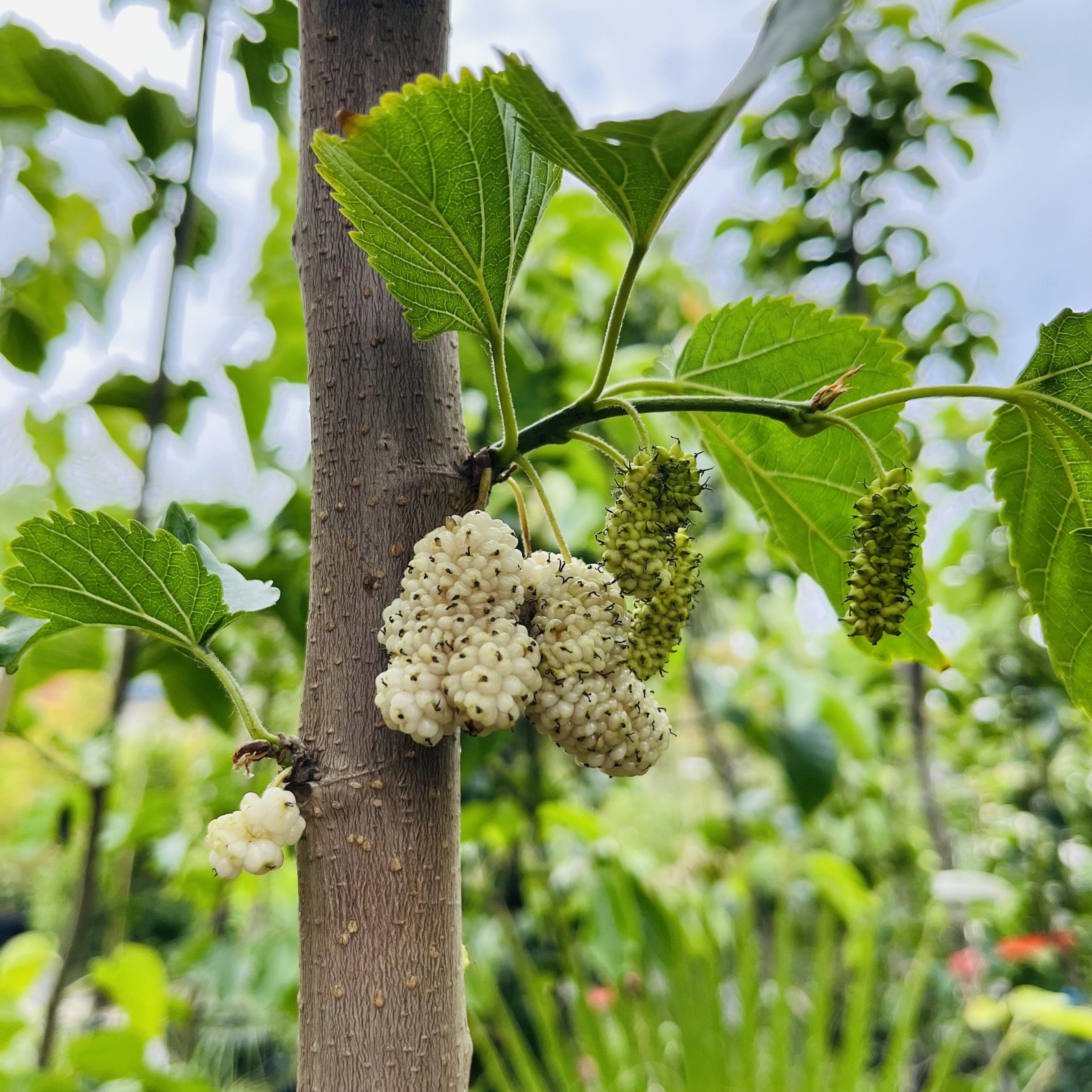 桑葚树-波斯白桑