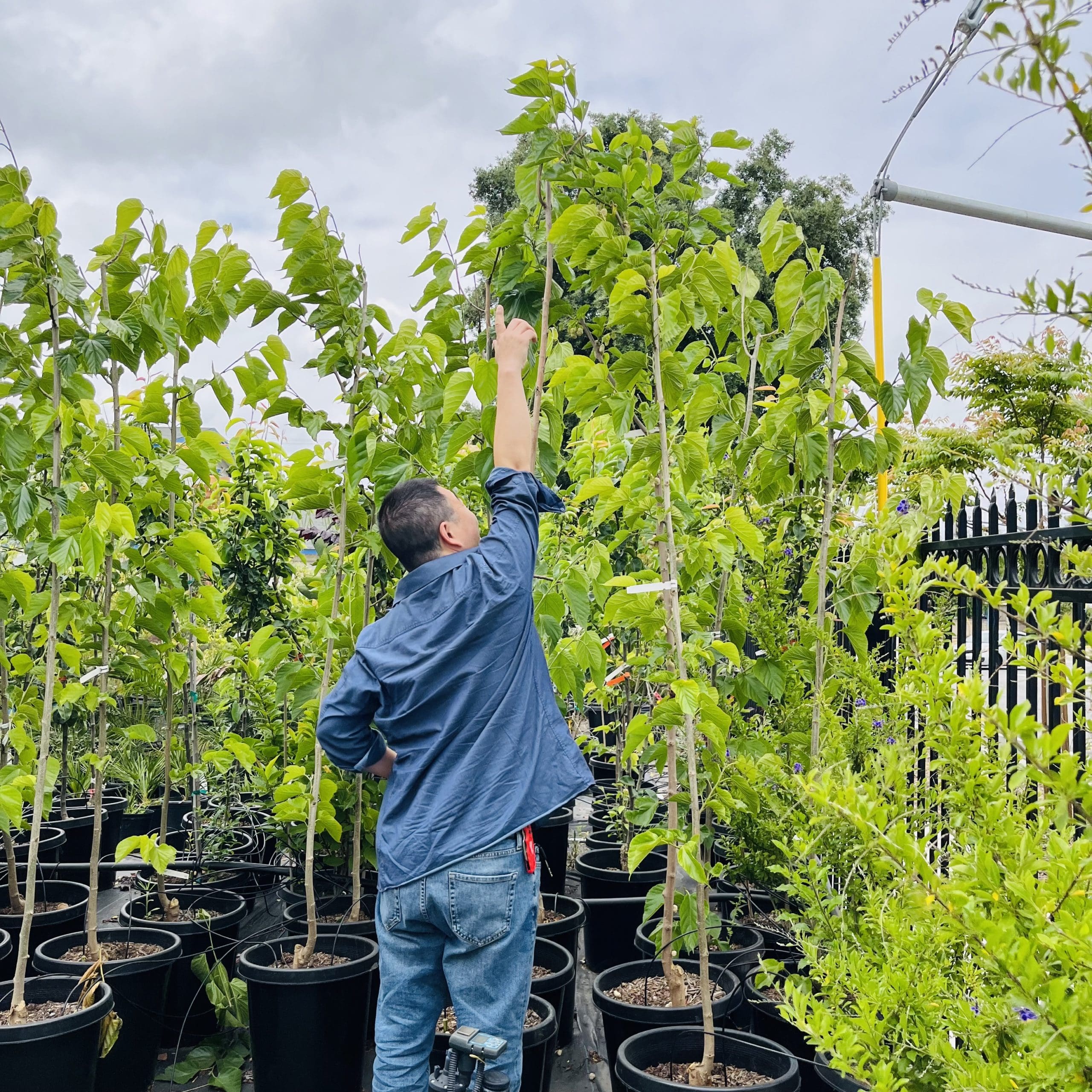 白桑#15· May 25,2023 @ CJR,Rancho Cucamonga CA