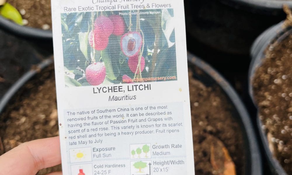 荔枝树-毛里求斯荔枝