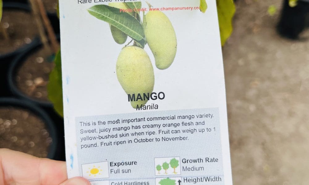 芒果树-马尼拉芒